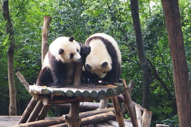 Imagen del tour: Boleto base de cría de pandas de Chengdu con traslado o guía opcional