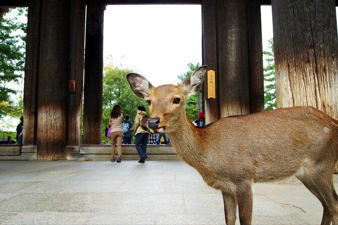 Imagen del tour: Tour autoguiado personalizado de un día en Nara
