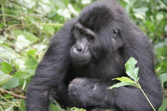 Imagen del tour: Excursión de 4 días a los monos dorados, los gorilas de Bwindi y los chimpancés