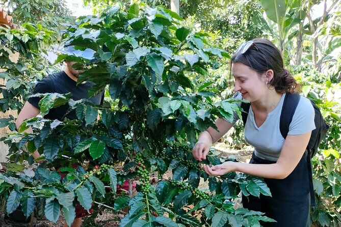 Imagen del tour: Tour de Café en Lago de Atitlán