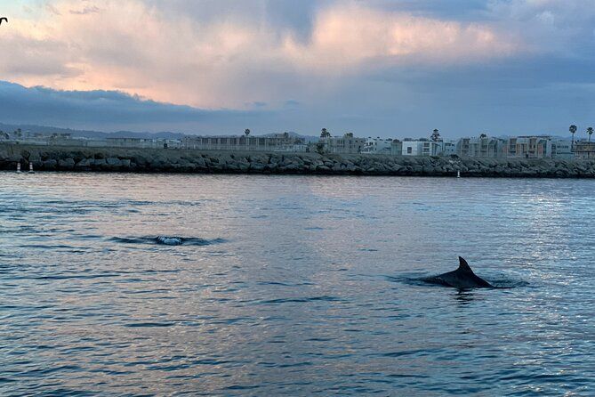 Imagen del tour: Tour de avistamiento de delfines al atardecer
