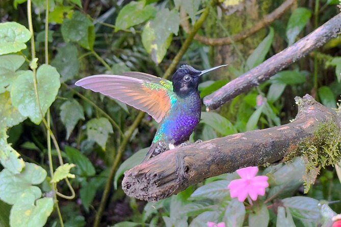 Imagen del tour: Tour de observación de aves y bosque nuboso de Mindo