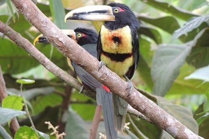 Imagen del tour: Tour Privado de 2 Días a Mindo con Aventuras y Observación de Aves