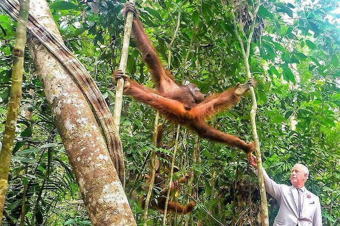 Imagen del tour: Tour por la ciudad de Kuching más el Centro de Vida Silvestre Semenggoh