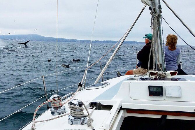 Imagen del tour: Crucero privado de avistamiento de ballenas de 3 a 4 horas en Monterey