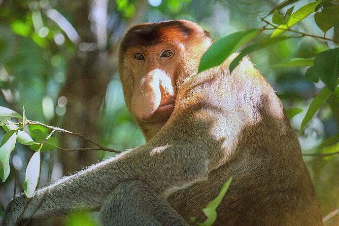 Imagen del tour: Excursión al Parque Nacional Sarawak Bako: Selva prístina de la selva tropical