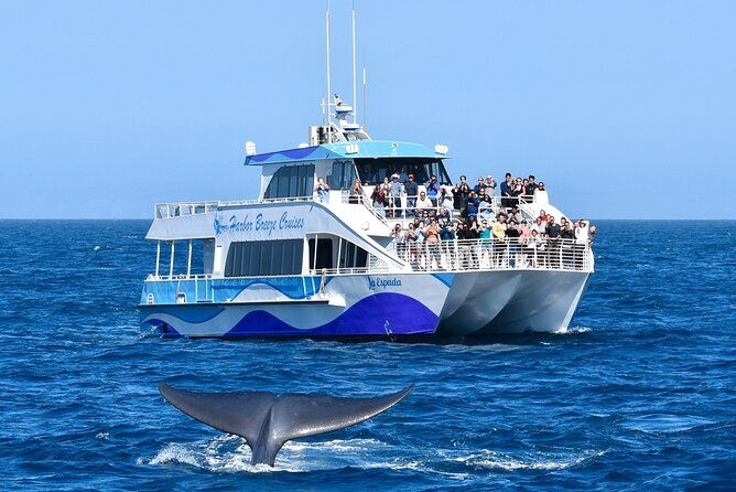 Imagen del tour: Tour guiado de avistamiento de ballenas desde Long Beach