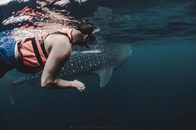 Imagen del tour: Actividad privada de avistamiento de tiburones ballena de 6 horas en Isla Mujeres