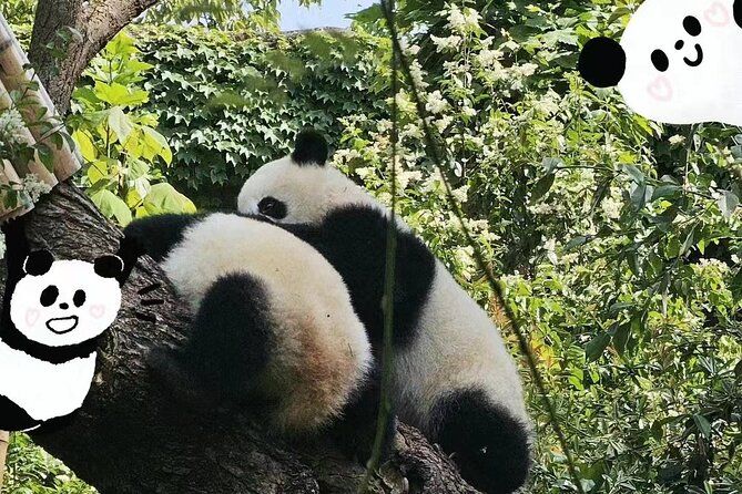 Imagen del tour: Un día en la base Kuanzhai de Chengdu Panda y experiencias tradicionales