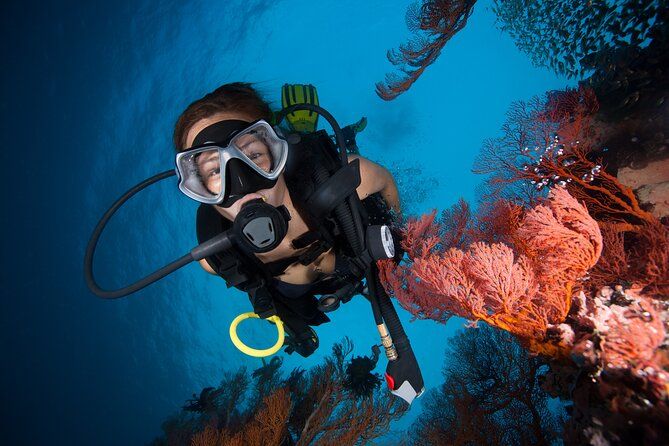 Imagen del tour: Crucero de submarinismo y esnórquel en la Gran Barrera de Coral desde Cairns con ReefQuest