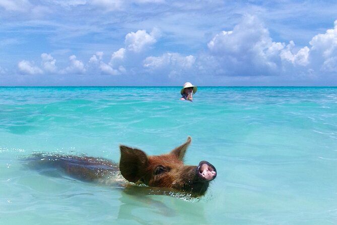 Imagen del tour: Cerdos nadadores con camioneta: ¡Los cerdos no pueden volar, pero sí nadan!