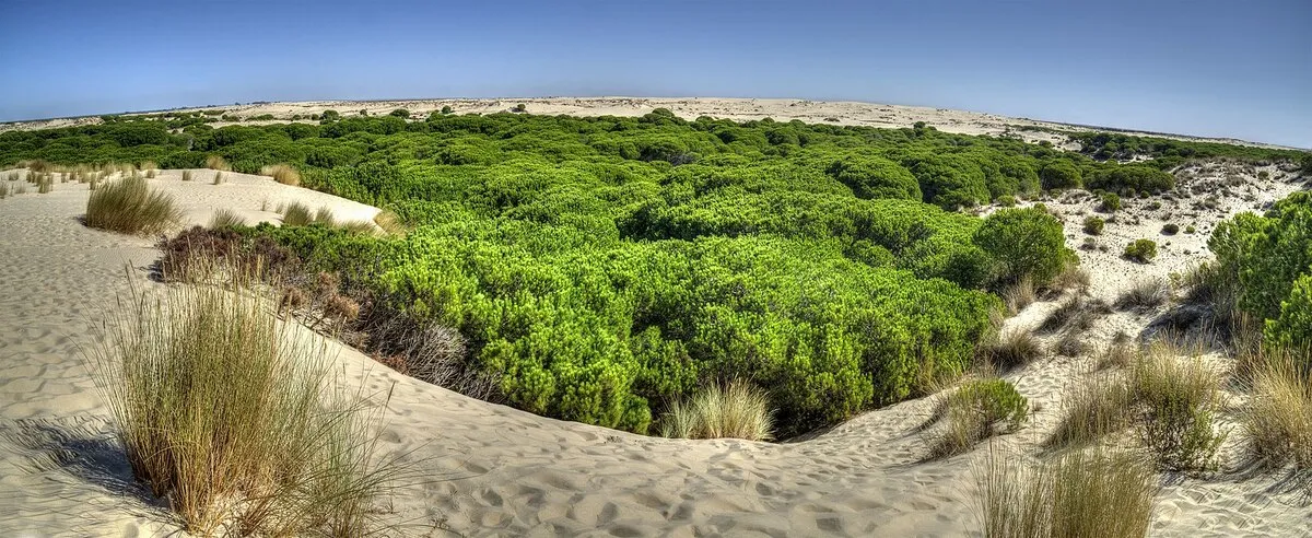Las dunas del parque natural rodeadas de vegetación