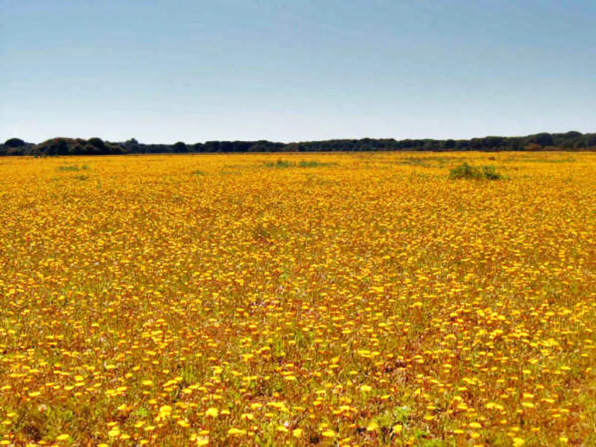 El campo de Doñana en la parte de Acebuche repleto de margaritas