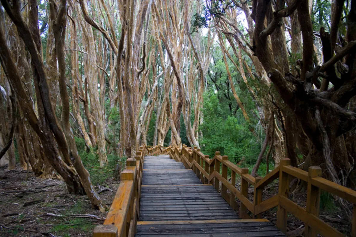 Una escaleras de madera que van por el medio del bosque repleto de vegetación
