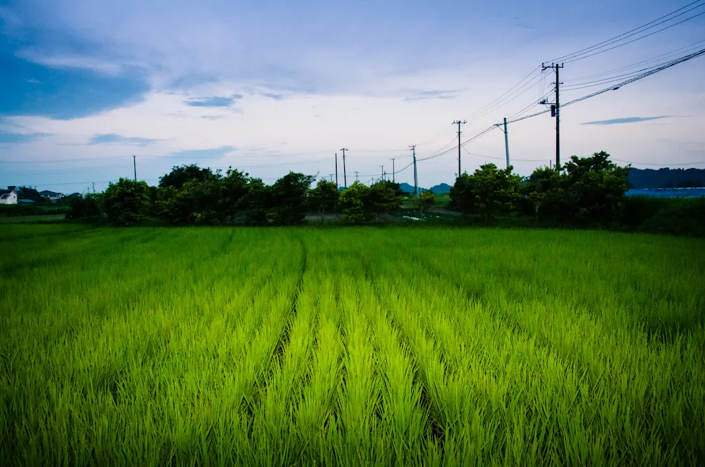 Campo de arroz típico de Japón.