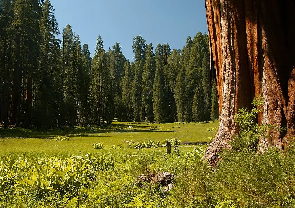 Crescent Meadow en el Parque Nacional Sequoia