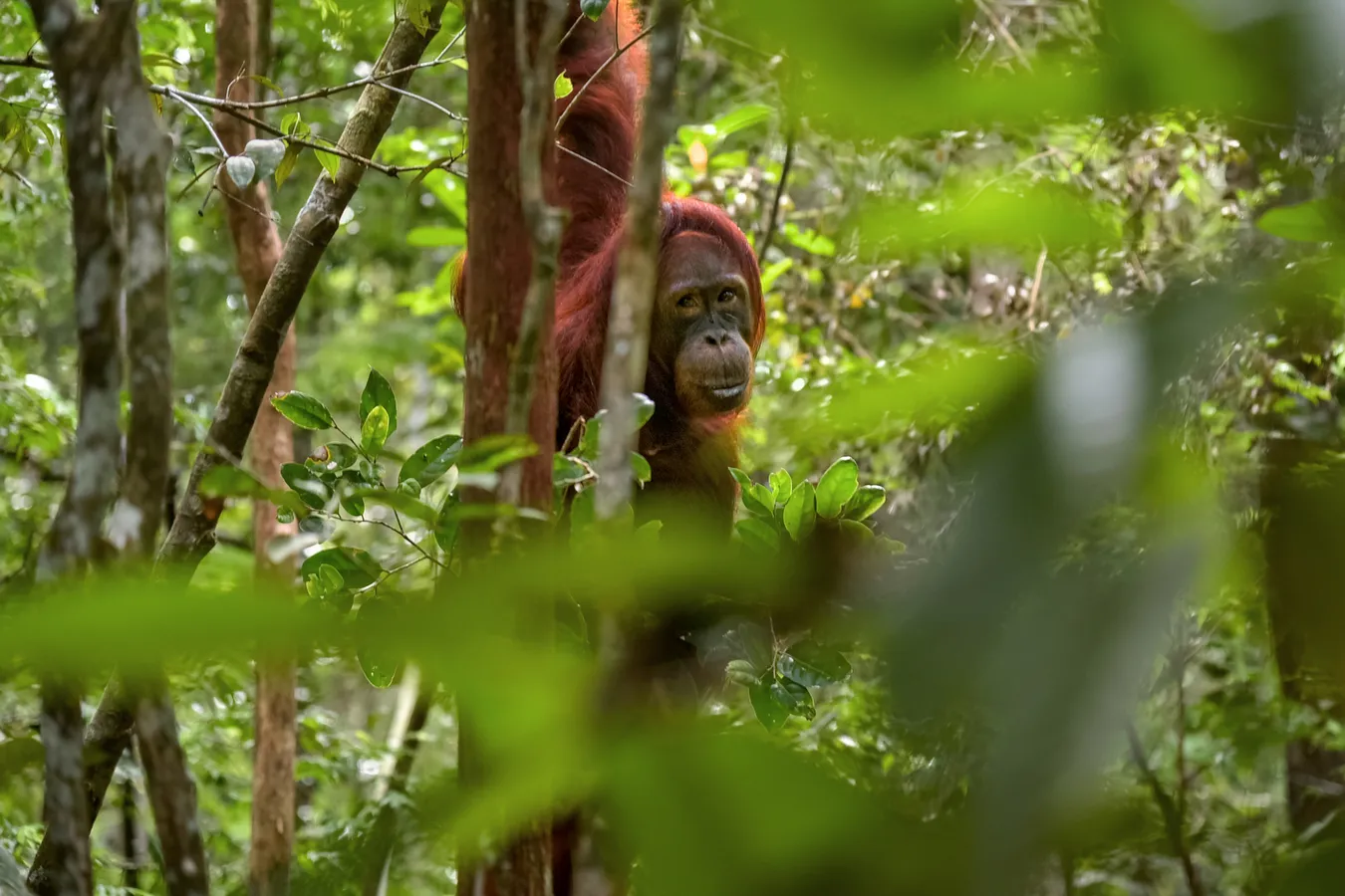 Imagen de Ver los Orangutanes de Borneo: Cultura y preservación en las tierras de Brunéi y Sabah