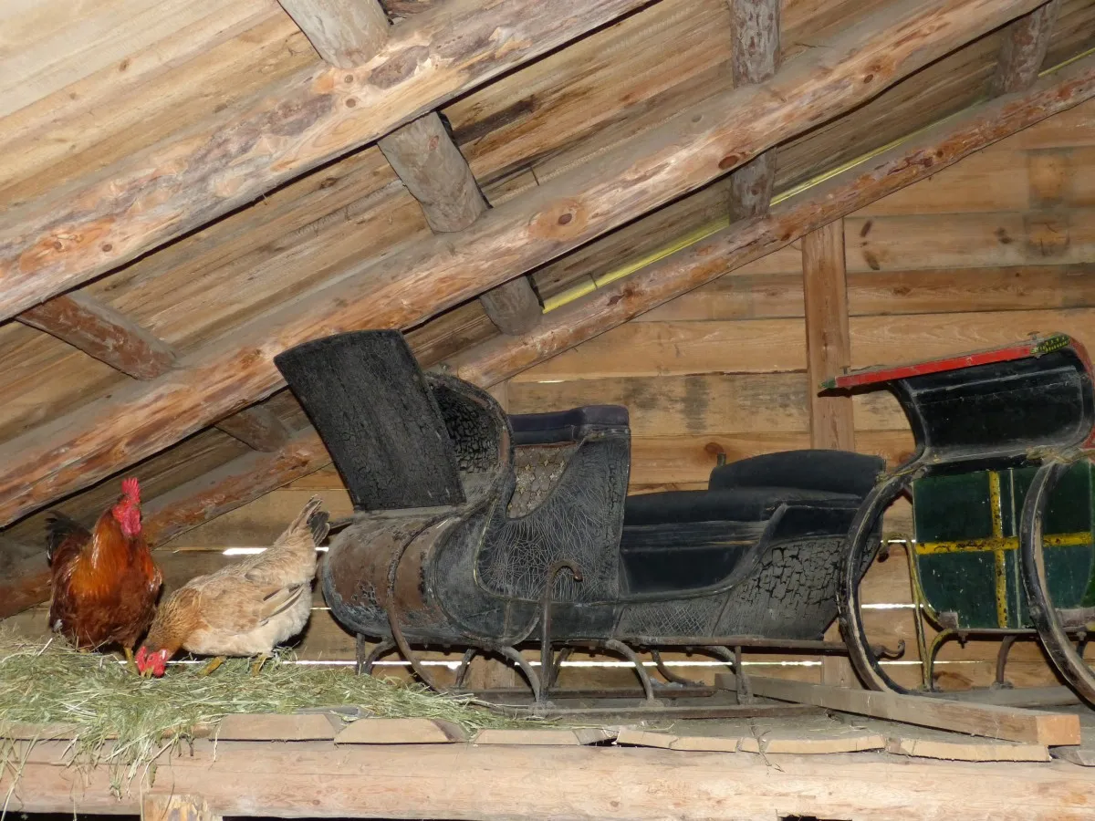 Uno de los carros antiguos que se presentan en el museo junto con dos gallinas de la granja