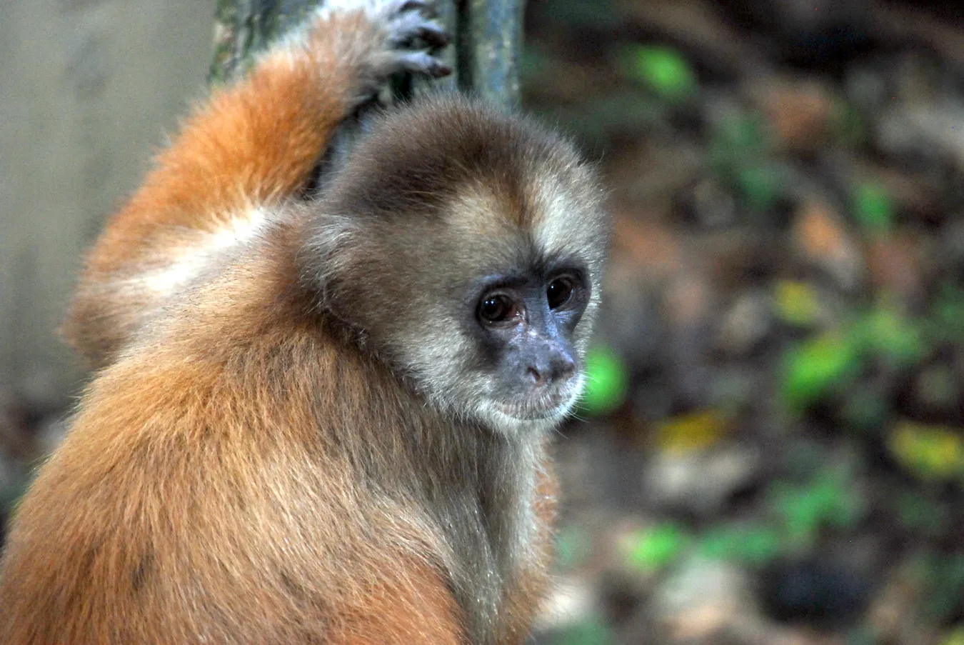 Uno de los monos protegidos de la Isla de los Monos.