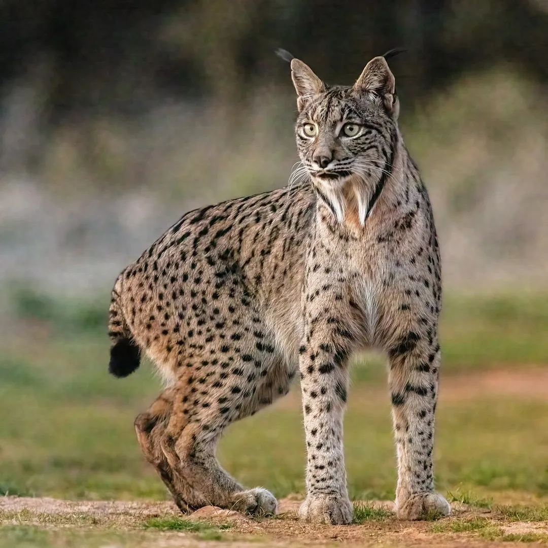 Primer plano del lince ibérico en la reserva natural