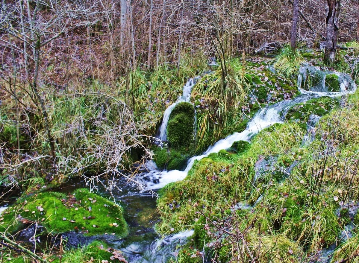 La bajada del rio rodeada de mo verde en las piedras