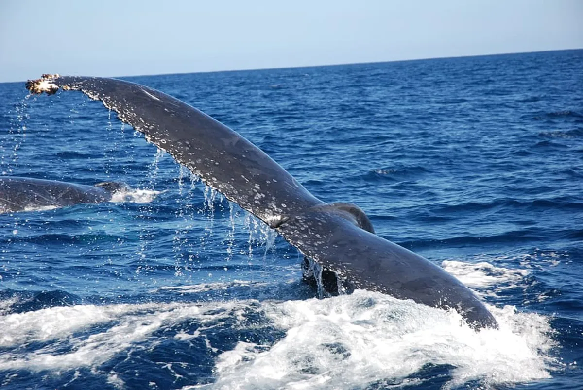 Aleta de una ballena en la costa de Tenerife