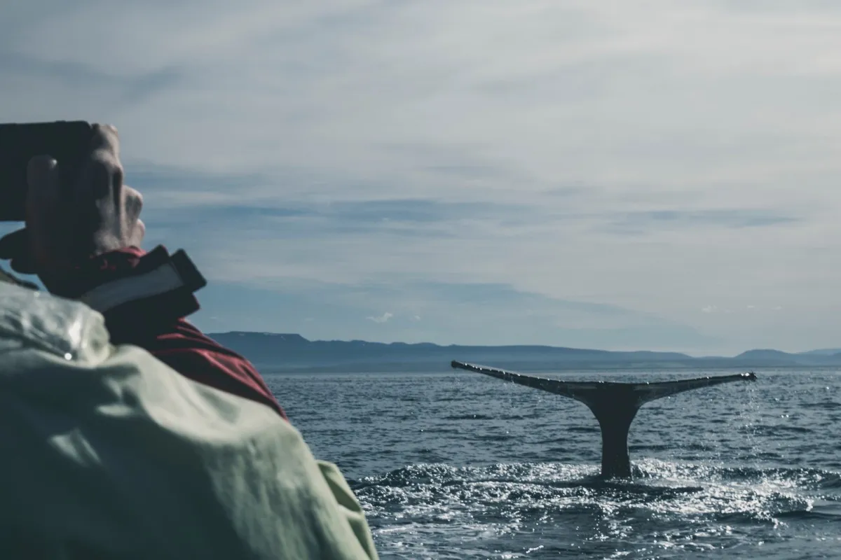 Una persona de espaldas haciendo una foto desde un barco a la aleta de una ballena en el océano Atlántico