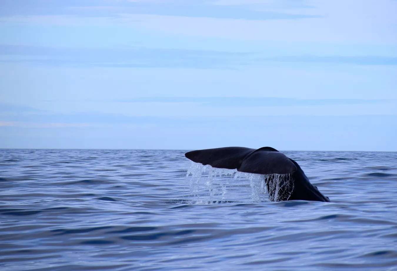 Cola de una ballena en Noruega.