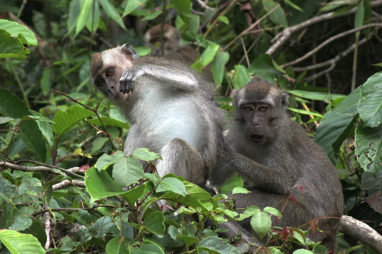 Monos en la región de Sarawak