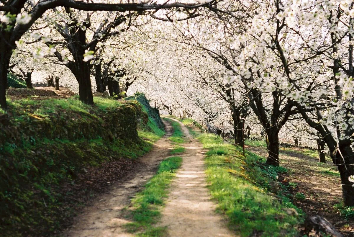Camino de cerezos en flor en medio del Valle del Jerte un día soleado