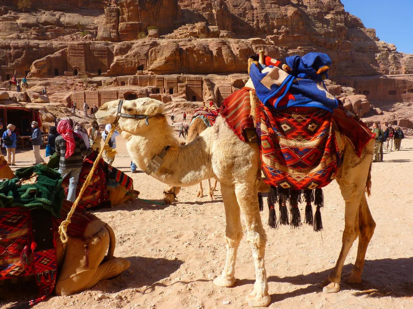 Camellos en Petra.