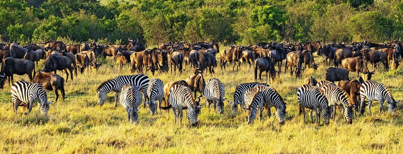 Cebras en Safari a Kenia