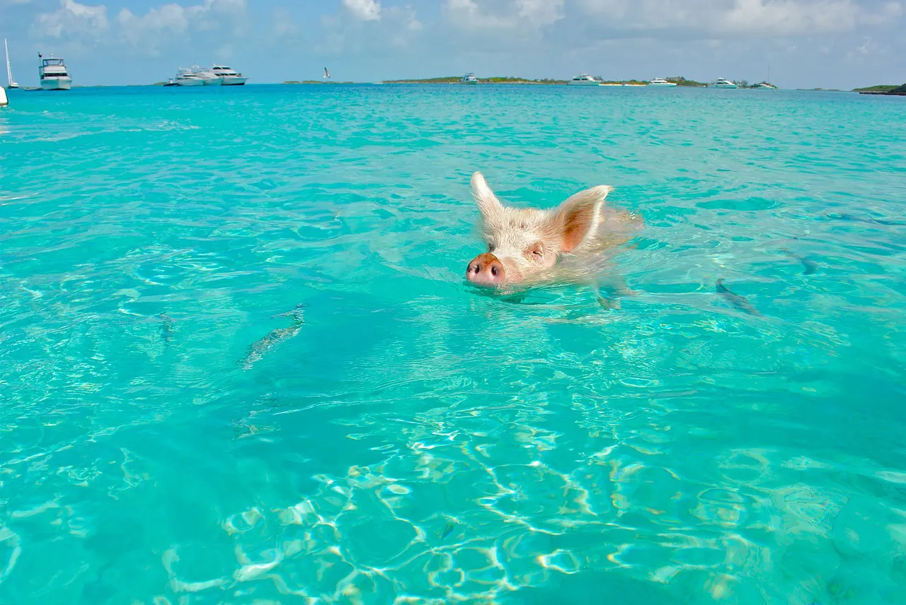 Cerdo en la playa de los cerdos