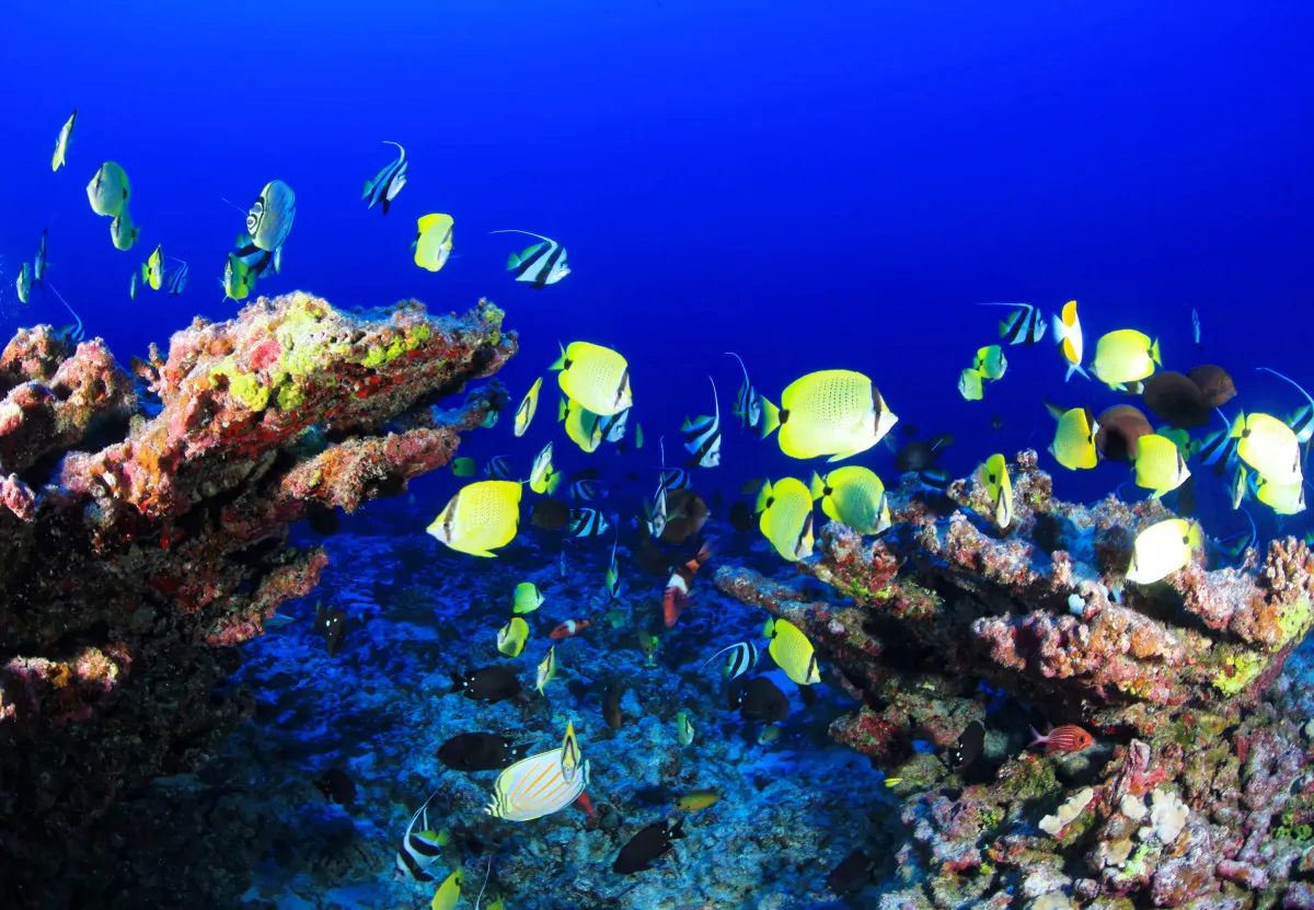 Peces de colores en el arrecife de coral