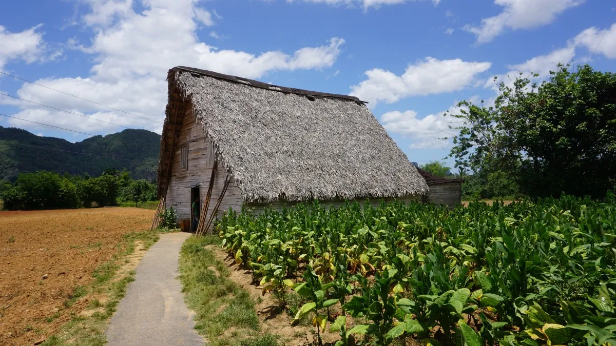 Una de las casas rurales de madera rodeada de una plantación de tabaco