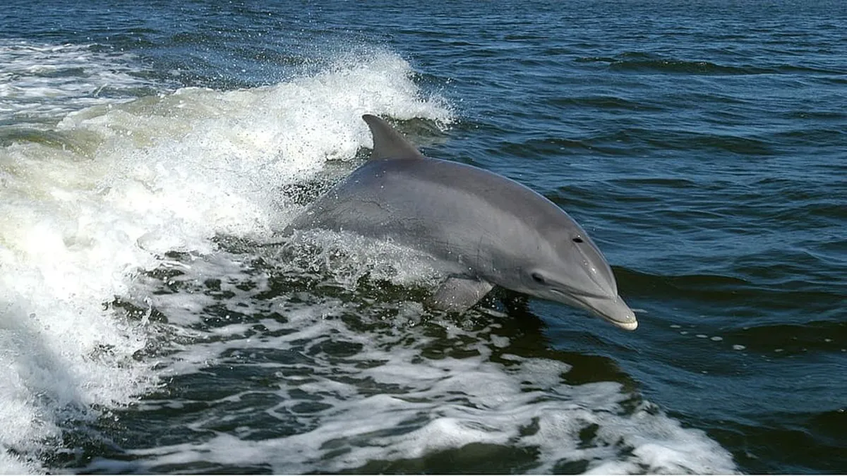 Delfin saliendo del agua