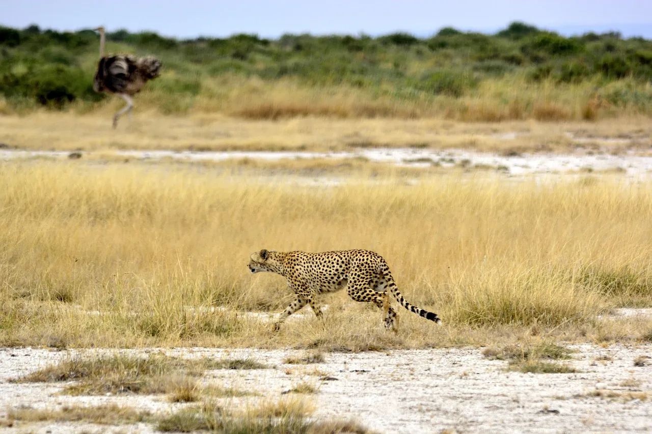 Guepardo en Safari a Kenia