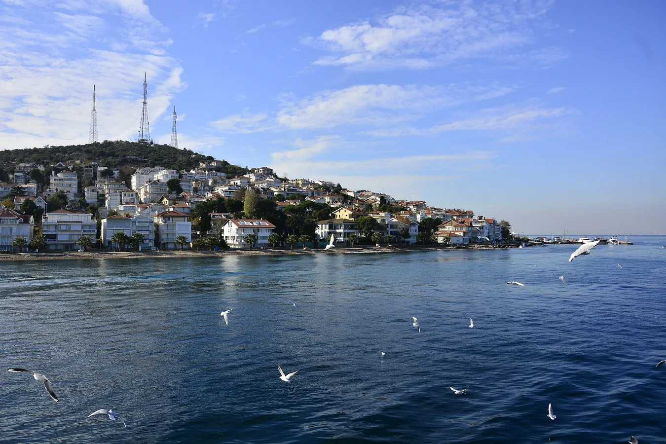 Gaviotas volando frente a la costa de una de las islas de Estambul.