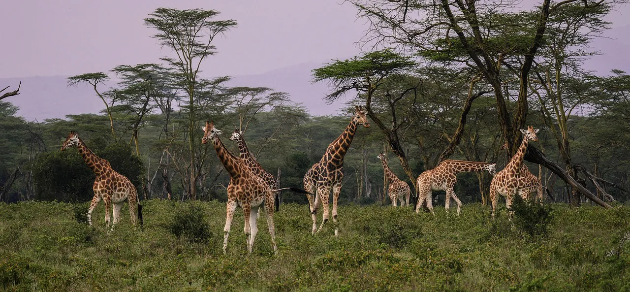 Jirafas en Safari a Kenia