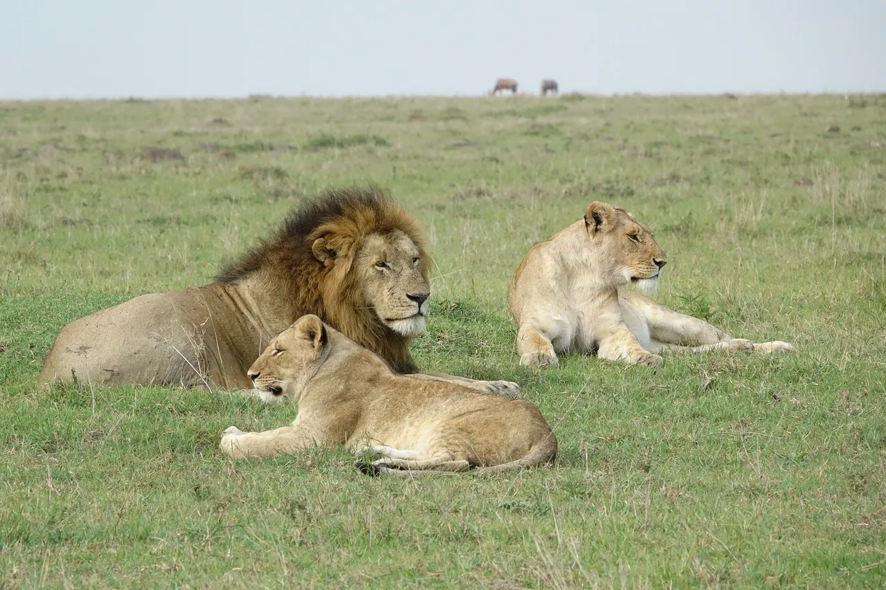 Leones en Masai Mara