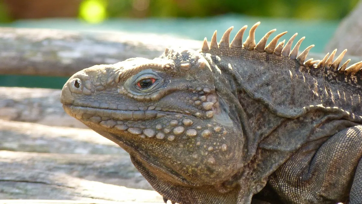 Primer plano de la cara de una iguana