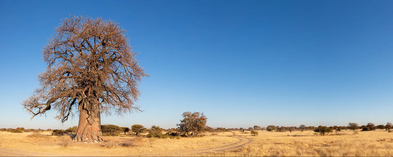 Baobab en Parque Nacional Makgadikgadi Pans
