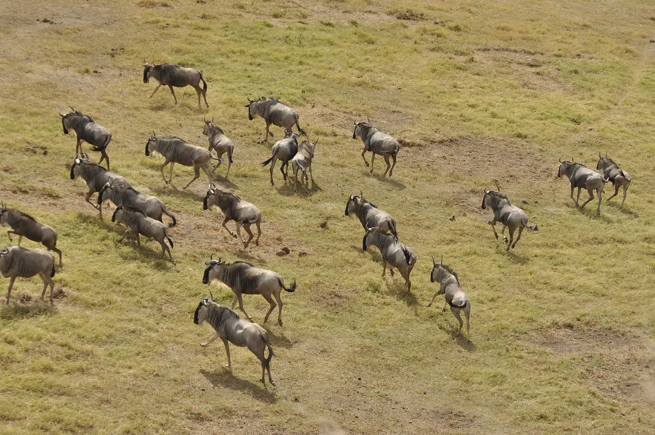 Migración en Masai Mara