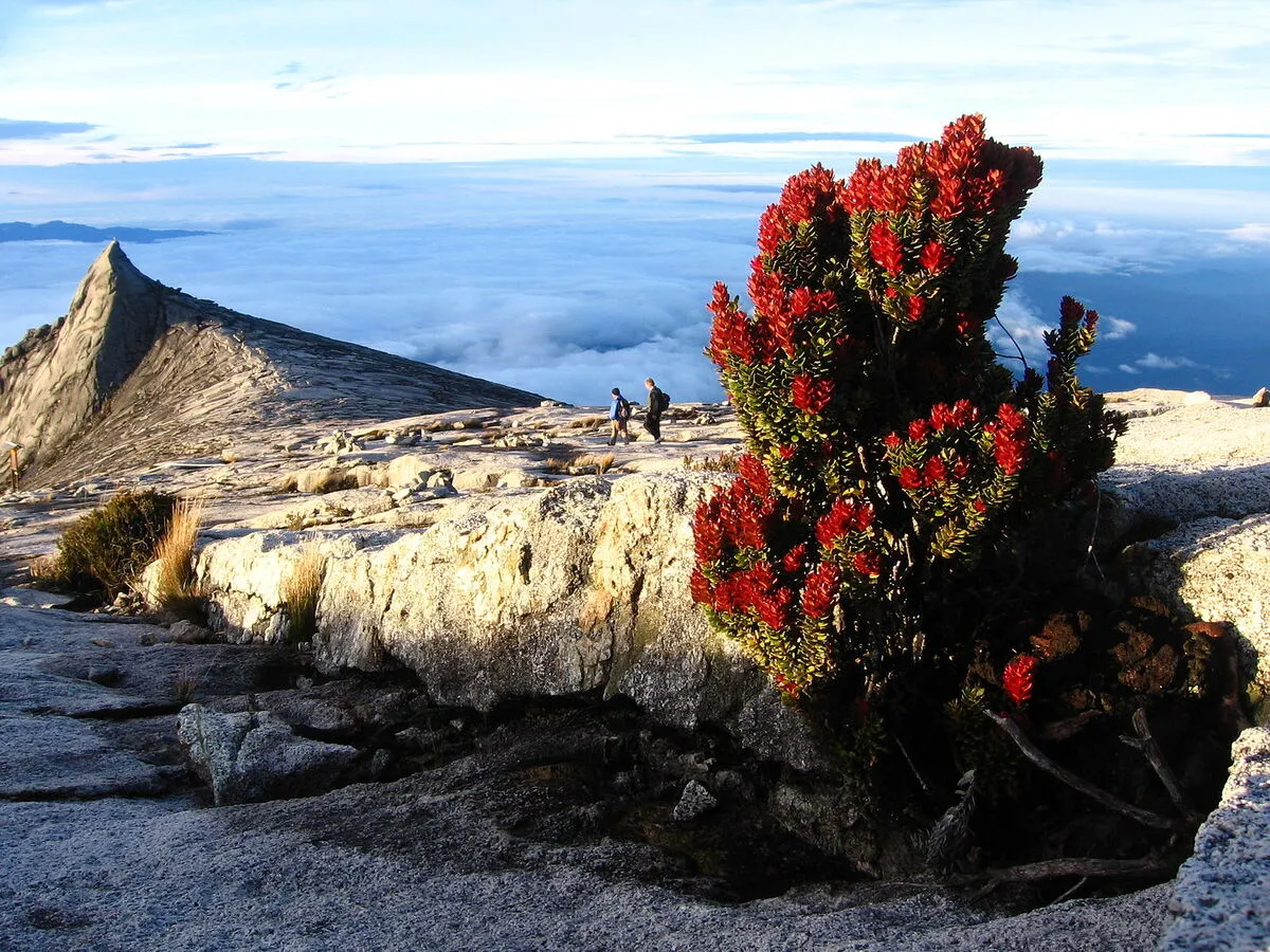Panoramica de la cima del monte con una planta repleta de flores rojas y senderistas andando de fondo