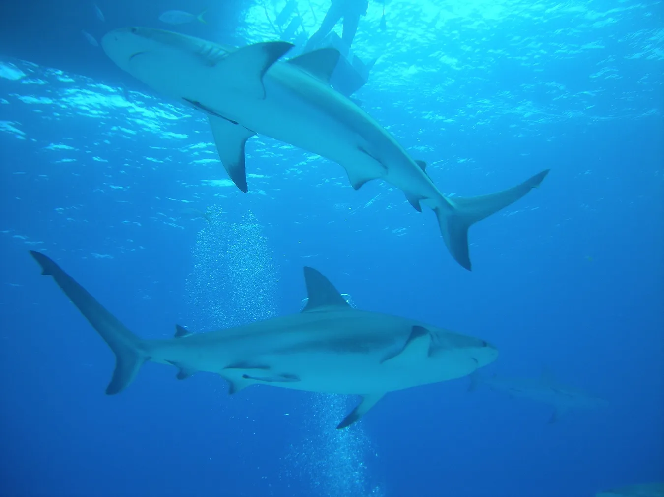 Nadar con tiburones en Nasau