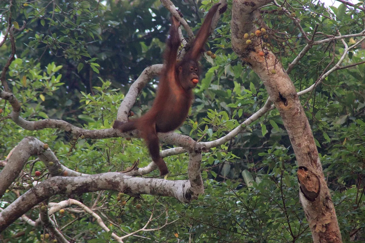 Orangutan en Sarawak