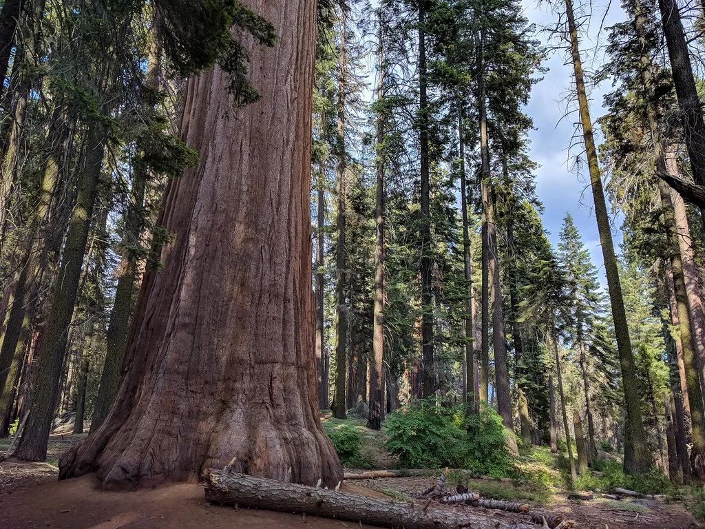 Imagen de Parque Nacional Sequoias: Rutas de senderismo entre árboles gigantes