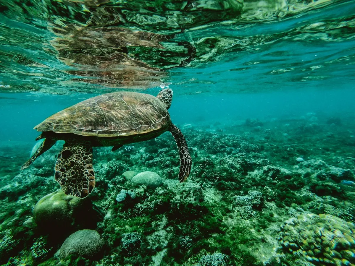 Una preciosa tortuga marina nadando al lado de un arrecife