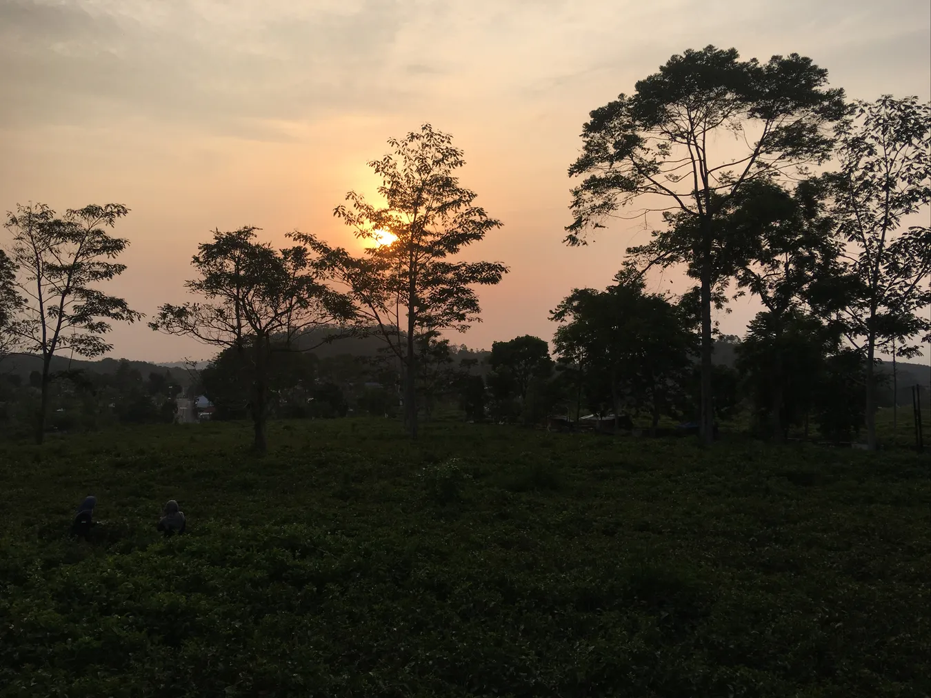 Vistas des del restaurante de la puesta de sol en la plantación de té
