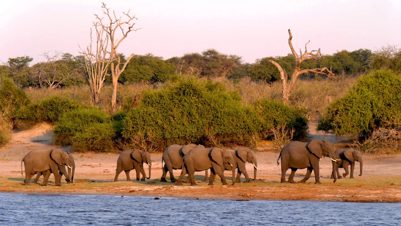 Safari en Botwana